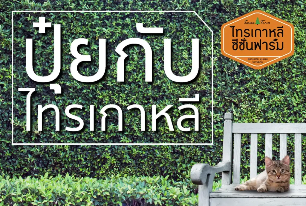 การใช้ปุ๋ยกับไทรเกาหลีให้แน่นสวย เทคนิคจากไทรเกาหลี ซีซั่นฟาร์ม