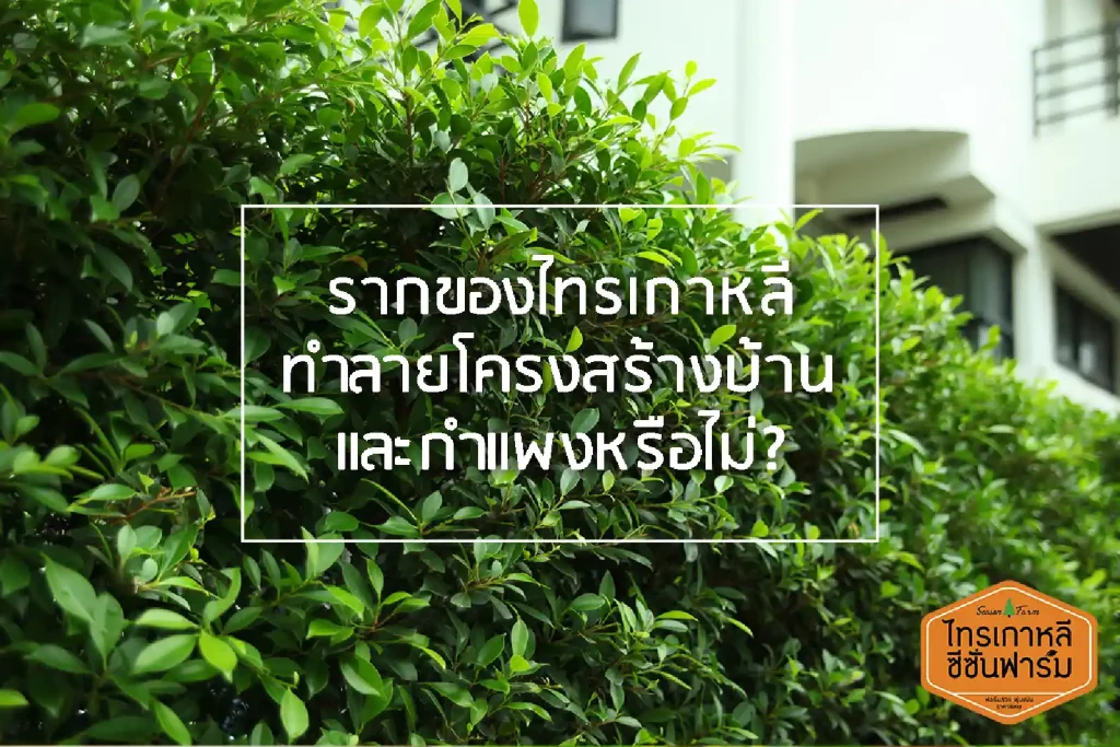 รากไทรเกาหลีทำลายโครงสร้างบ้านหรือกำแพงหรือไม่ คำตอบจากไทรเกาหลี ซีซั่นฟาร์ม