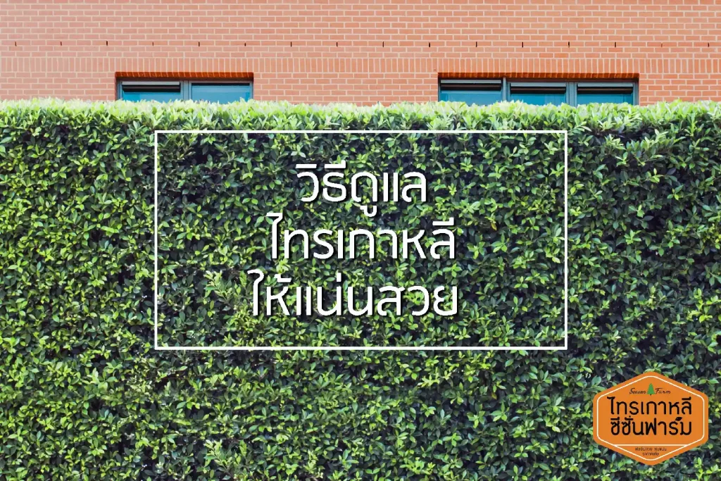วิธีดูแลไทรเกาหลีให้แน่นสวย ฟอร์มสวยตลอดแนว จากไทรเกาหลี ซีซั่นฟาร์ม