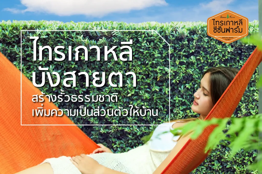 ไทรเกาหลีบังสายตา สร้างรั้วธรรมชาติ เพิ่มความเป็นส่วนตัวให้บ้าน จากไทรเกาหลี ซีซั่นฟาร์ม