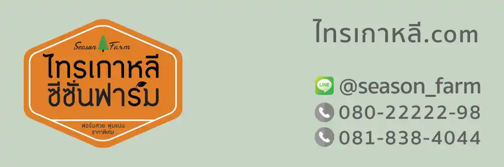 Logo ของ ไทรเกาหลีซีซั่นฟาร์ม ขายไทรเกาหลี