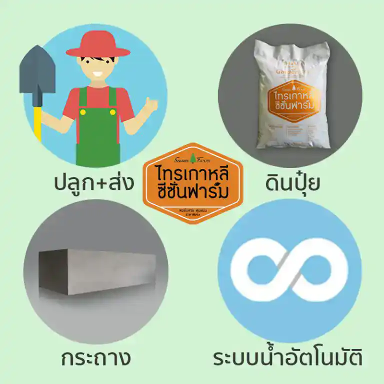 บริการไทรเกาหลีครบวงจร ทั้งปลูกส่ง ดินปุ๋ย กระถาง และระบบน้ำอัตโนมัติ