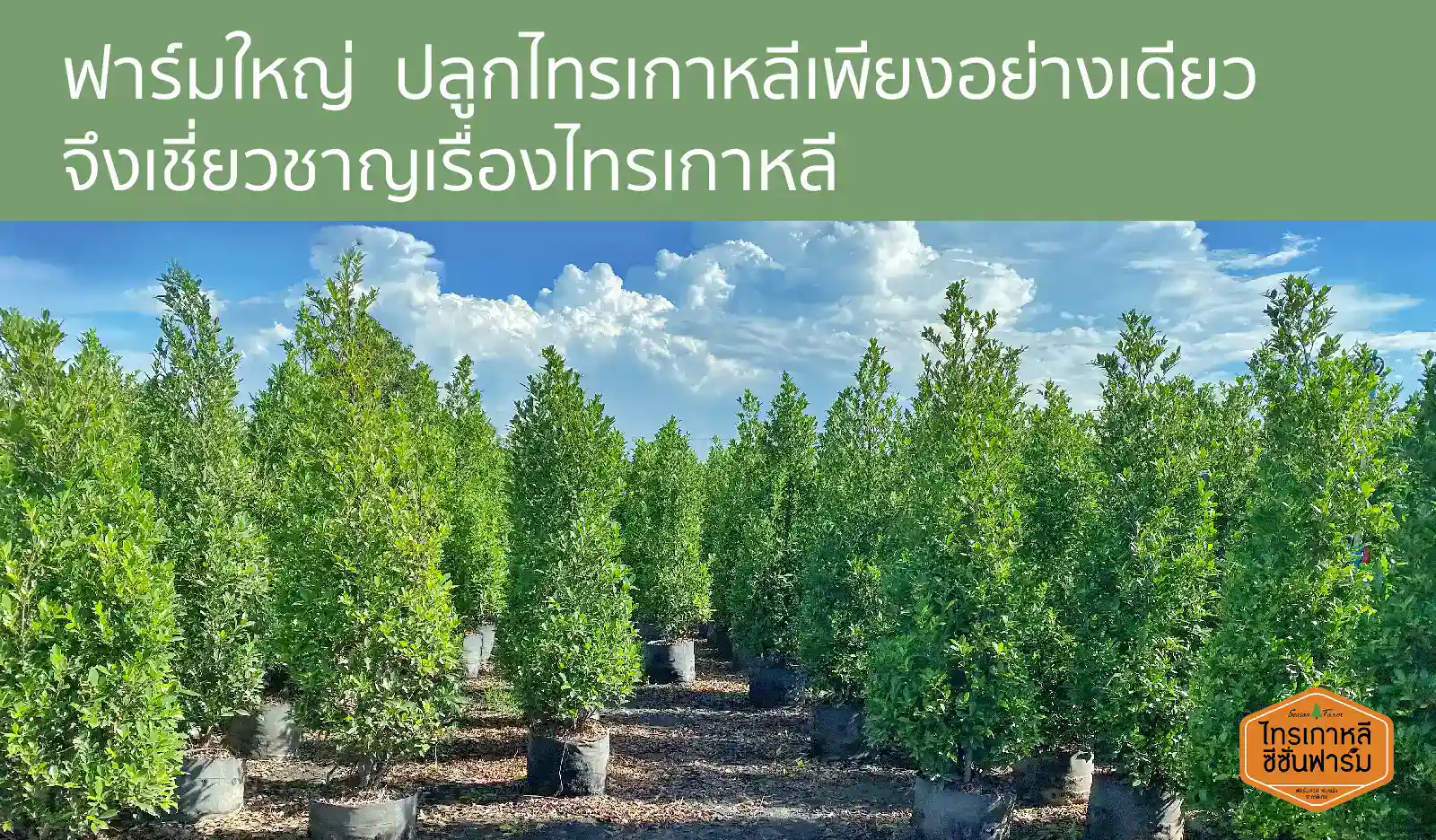 ฟาร์มไทรเกาหลี ซีซั่นฟาร์ม พุ่มแน่น ปลูกเป็นแนวรั้วต้นไม้สวย บังสายตาได้ดี