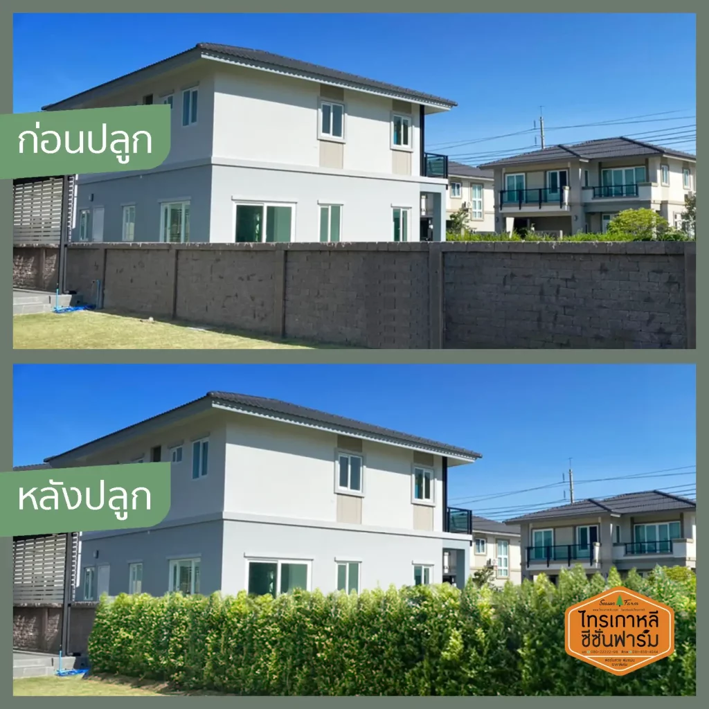 เปรียบเทียบก่อนและหลัง ปลูกไทรเกาหลีทำกำแพงต้นไม้ โดยไทรเกาหลี ซีซั่นฟาร์ม