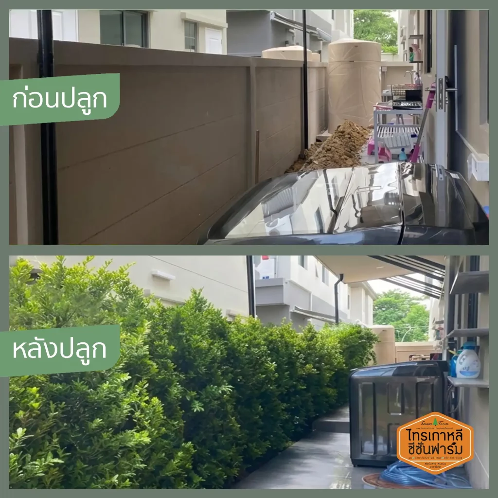 เปรียบเทียบก่อนและหลัง ปลูกไทรเกาหลีบังสายตาเป็นส่วนตัวที่หลังบ้าน โดยไทรเกาหลี ซีซั่นฟาร์ม