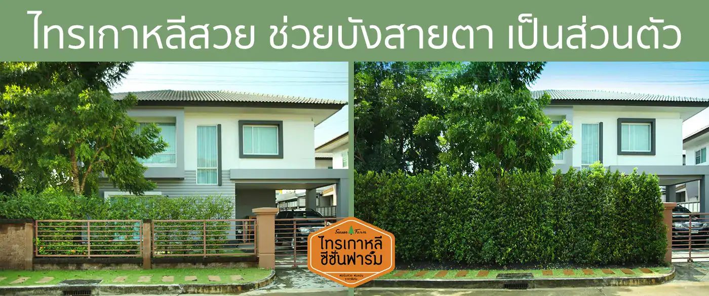ก่อนและหลังปลูกไทรเกาหลีสูง 2 เมตร ทำรั้วต้นไม้เพิ่มความเป็นส่วนตัว บ้านลูกค้าโดยไทรเกาหลี ซีซั่นฟาร์ม