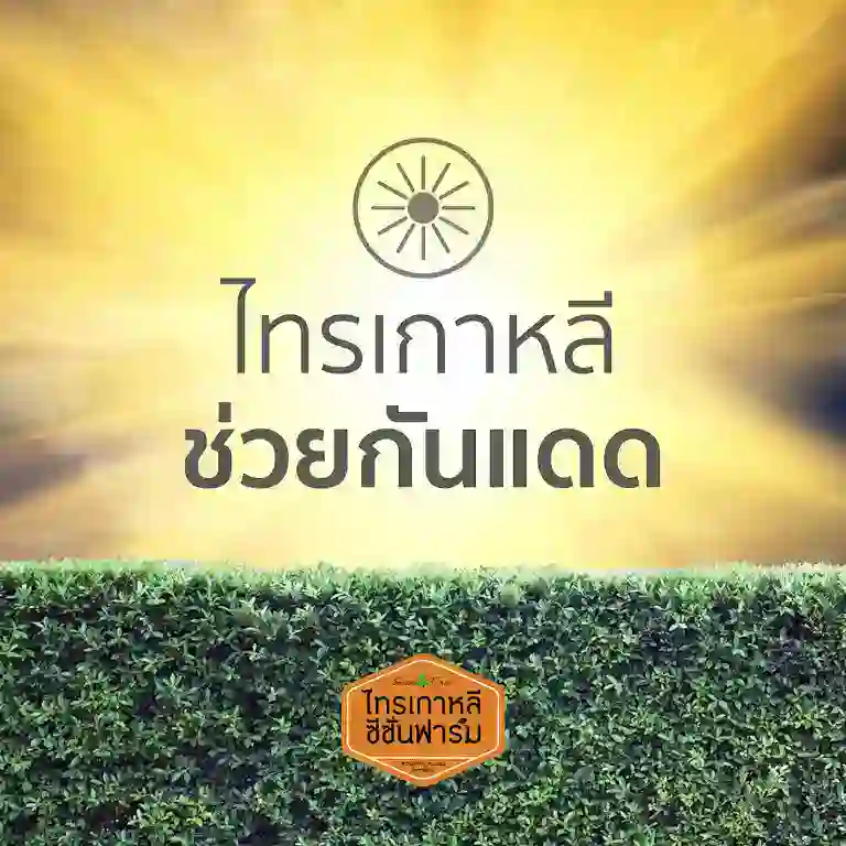 ไทรเกาหลีทำรั้วต้นไม้ ช่วยกันแดด
