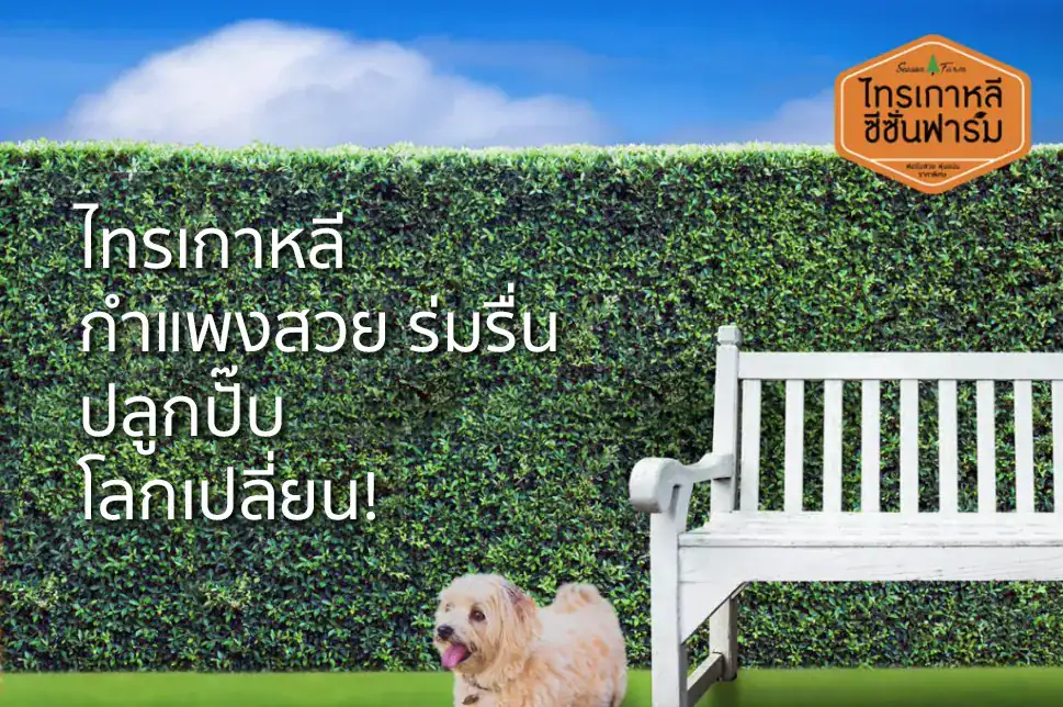 ไทรเกาหลีทำกำแพงต้นไม้สวย เพิ่มความเป็นส่วนตัวในบ้าน