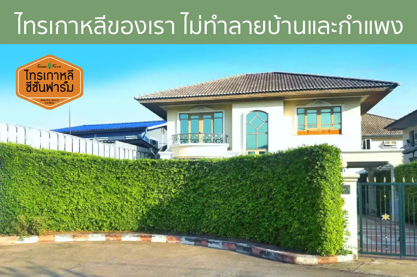 ไทรเกาหลีทำรั้วต้นไม้ พุ่มแน่น หน้างานบ้านลูกค้า โดยไทรเกาหลี ซีซั่นฟาร์ม
