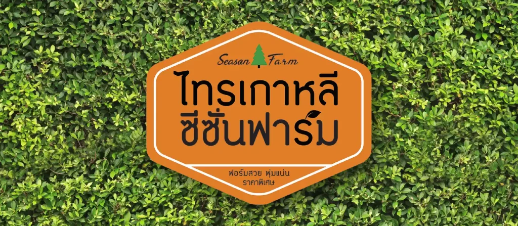 ขายไทรเกาหลี ทำรั้วต้นไม้ ร่มรื่น บังสายตา