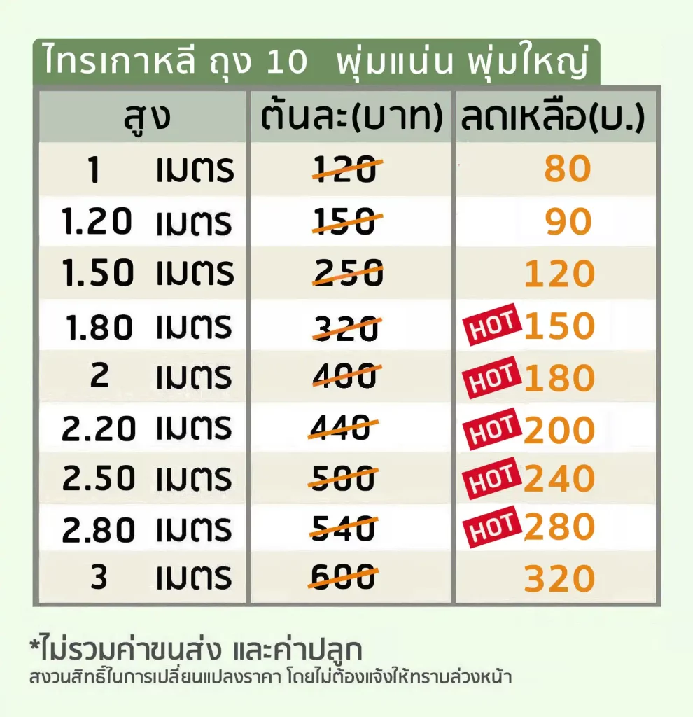 ตารางราคา ไทรเกาหลี ถุง 10 พุ่มแน่น พุ่มใหญ่