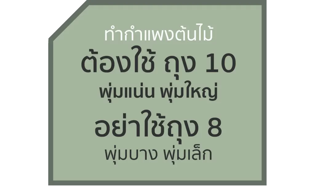 ทำกำแพงต้นไม้ ใช้ไทรเกาหลี ถุง 10 เท่านั้น