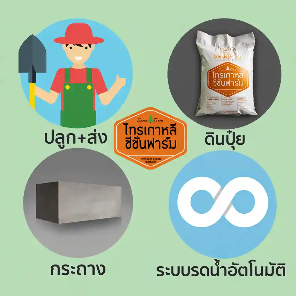 บริการติดตั้งไทรเกาหลีครบวงจร ปลูก ส่ง ดินปุ๋ย กระถาง ระบบรดน้ำอัตโนมัติ