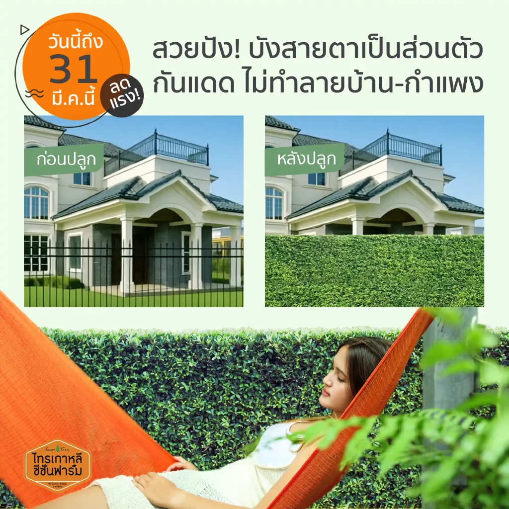 เปรียบเทียบ ก่อนและหลังปลูกไทรเกาหลี สวยช่วยบังสายตาเป็นส่วนตัว