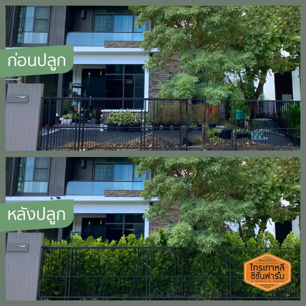 เปรียบเทียบก่อนและหลัง ปลูกไทรเกาหลี ช่วยบังสายตาเป็นส่วนตัวหน้าบ้าน
