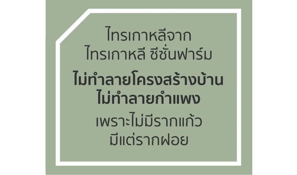 ไทรเกาหลีจากซีซั่นฟาร์ม ไม่ทำลายบ้าน ไม่ทำลายกำแพง