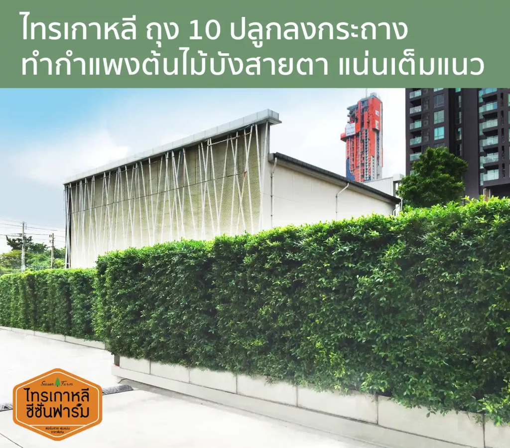 ไทรเกาหลี ถุง 10 ปลูกลงกระถาง ทำแนวรั้วต้นไม้บังสายตาแน่นเต็มพื้นที่