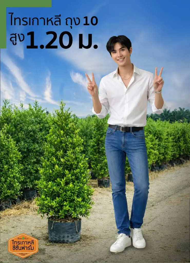 ไทรเกาหลี สูง 1.20 เมตร เปรียบเทียบขนาดกับคน จากไทรเกาหลี ซีซั่นฟาร์ม