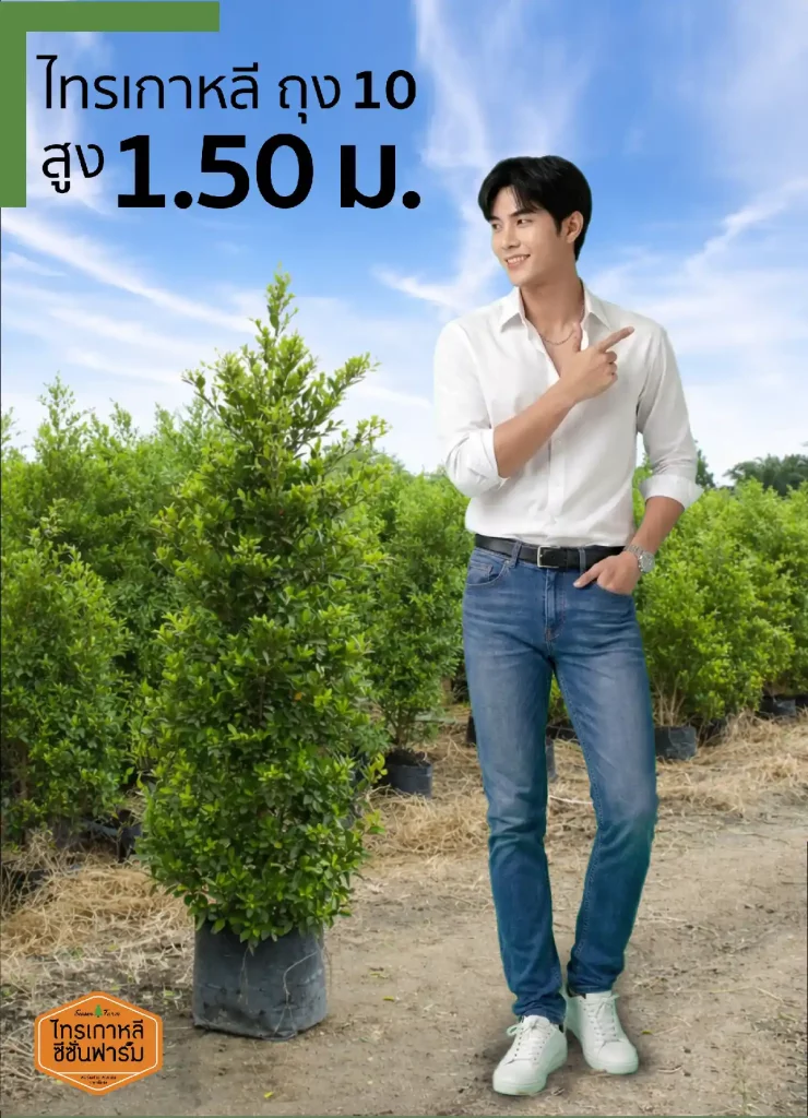 ไทรเกาหลี สูง 1.50 เมตร เปรียบเทียบขนาดกับคน จากไทรเกาหลี ซีซั่นฟาร์ม