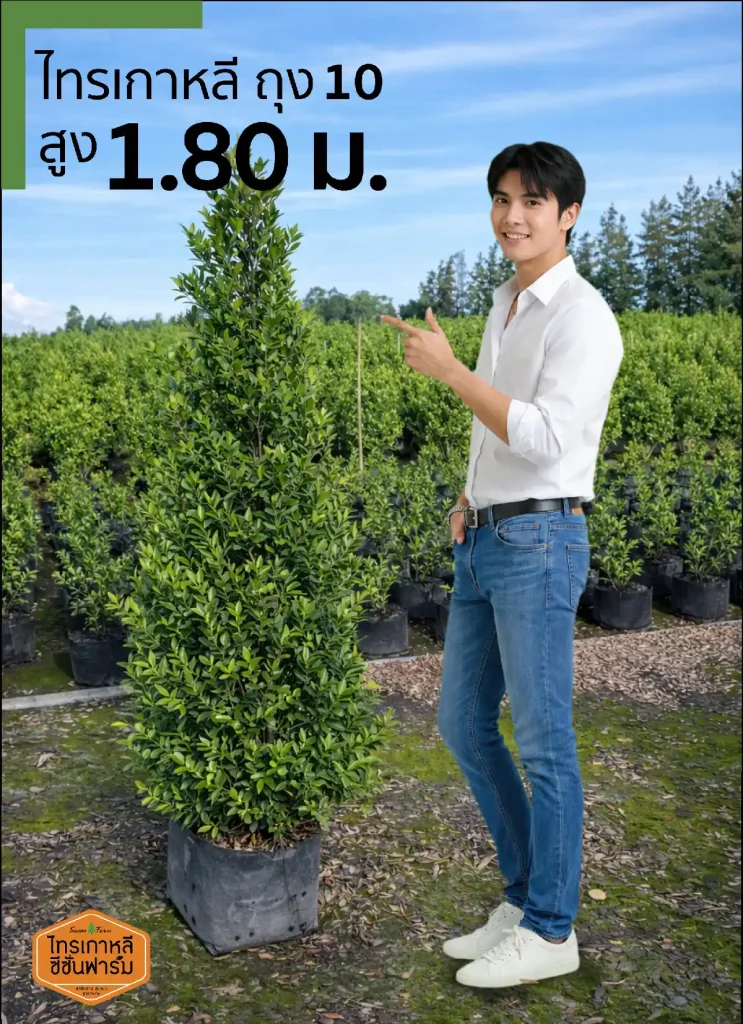 ไทรเกาหลี สูง 1.80 เมตร เปรียบเทียบขนาดกับคน จากไทรเกาหลี ซีซั่นฟาร์ม