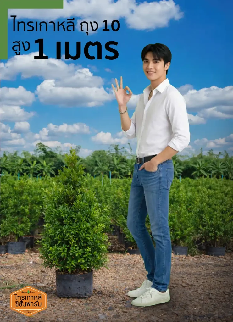 ไทรเกาหลี สูง 1 เมตร เปรียบเทียบขนาดกับคน จากไทรเกาหลี ซีซั่นฟาร์ม