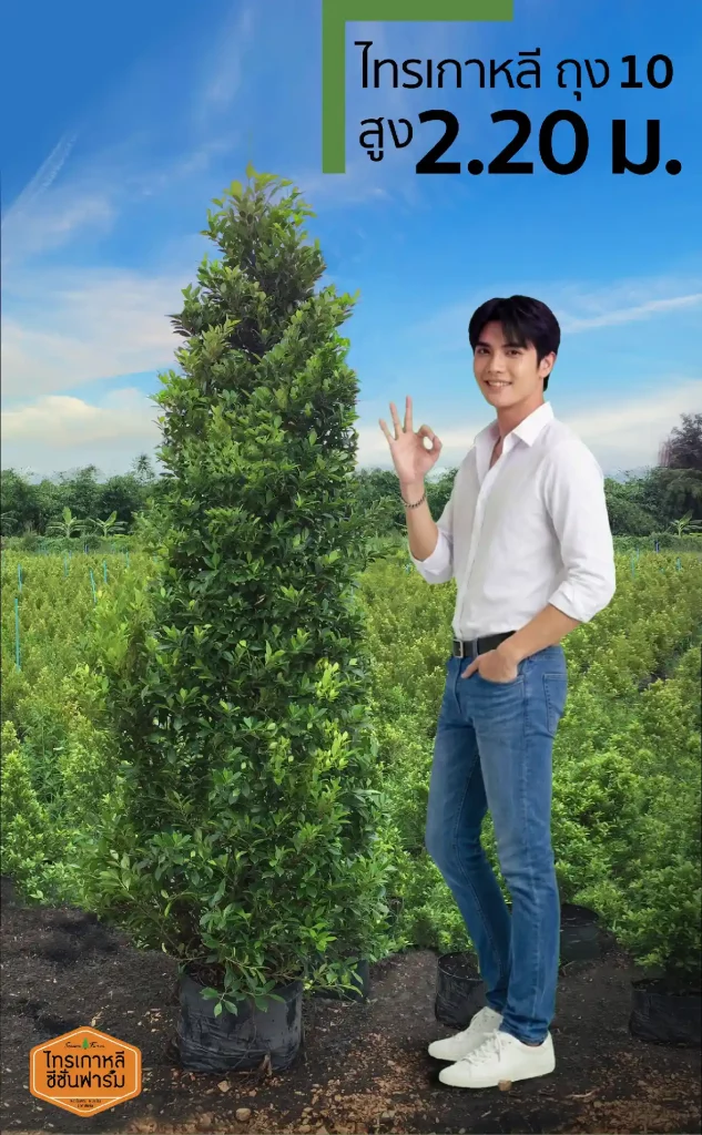 ไทรเกาหลี สูง 2.20 เมตร ขนาดจริง เทียบความสูงกับคนในฟาร์ม