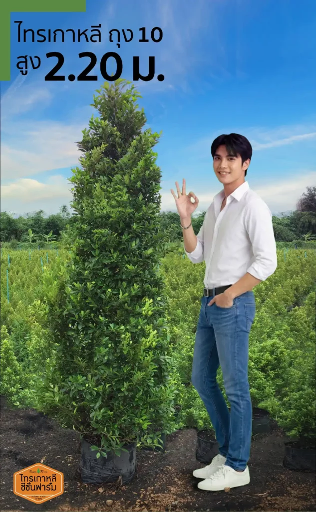 ไทรเกาหลี สูง 2.20 เมตร เปรียบเทียบขนาดกับคน จากไทรเกาหลี ซีซั่นฟาร์ม