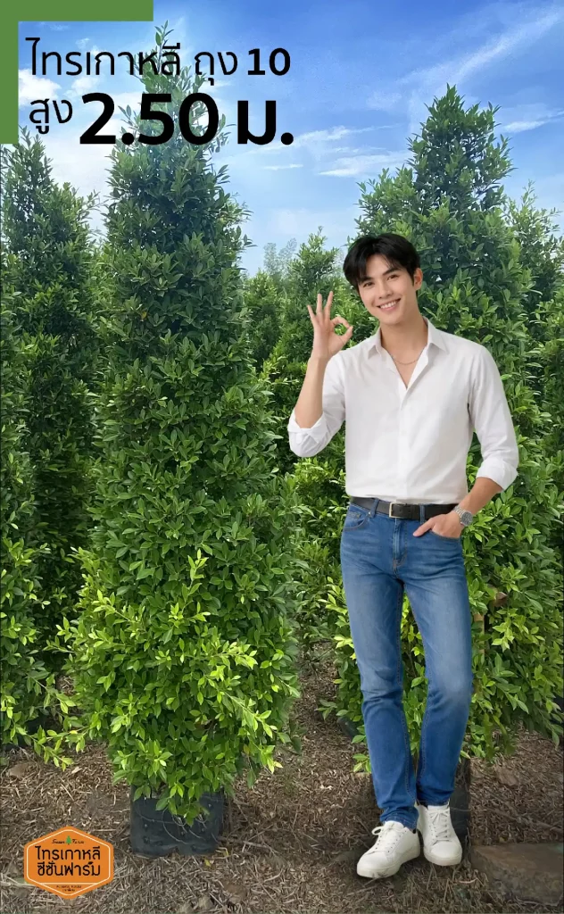 ไทรเกาหลี สูง 2.50 เมตร เปรียบเทียบขนาดกับคน จากไทรเกาหลี ซีซั่นฟาร์ม