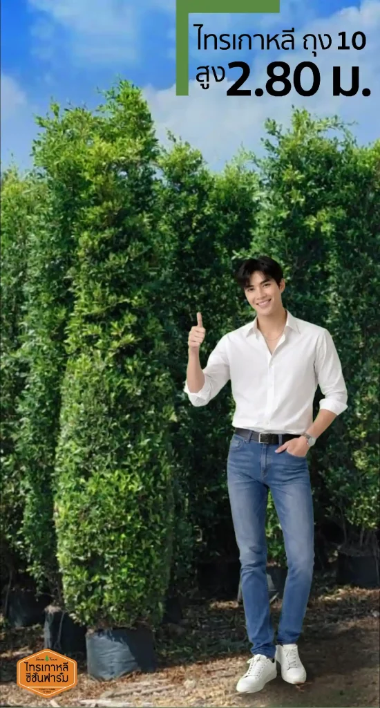 ไทรเกาหลี สูง 2.80 เมตร ขนาดจริง เทียบความสูงกับคนในฟาร์ม