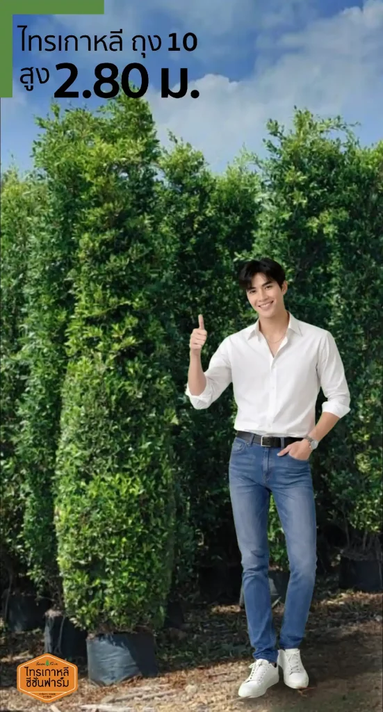 ไทรเกาหลี สูง 2.80 เมตร เปรียบเทียบขนาดกับคน จากไทรเกาหลี ซีซั่นฟาร์ม