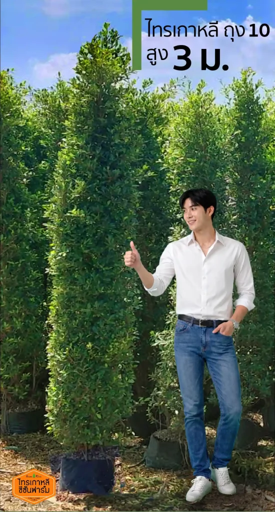 ไทรเกาหลี สูง 3 เมตร ขนาดจริง เทียบความสูงกับคนในฟาร์ม