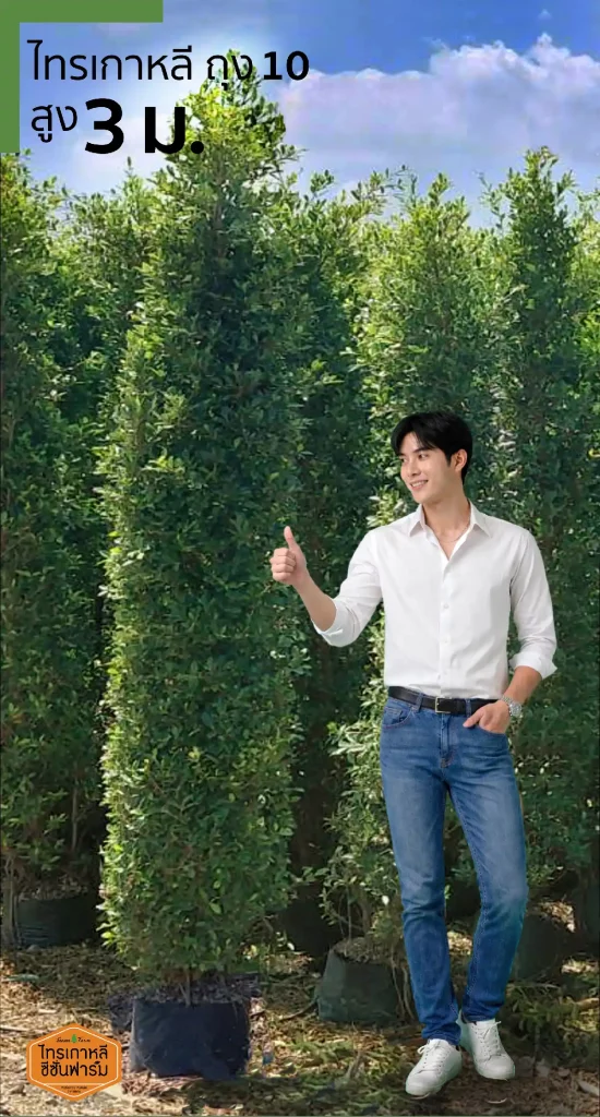 ไทรเกาหลี สูง 3 เมตร เปรียบเทียบขนาดกับคน จากไทรเกาหลี ซีซั่นฟาร์ม